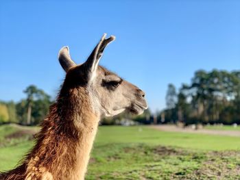 Close-up of a lama 