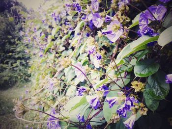 Close-up of purple flowers on branch