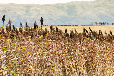 Plants growing on field against mountains