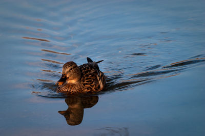 Mallard duck swimming on lake