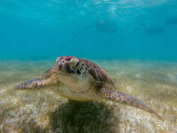 Close-up of a turtle at seabed