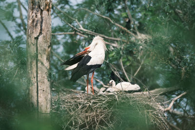 White stork family perching on nest in forest