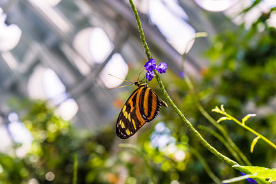 Close-up of butterfly pollinating on flower
