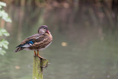 Close-up of bird perching on wooden post over lake