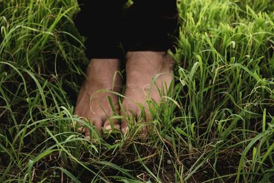 Low section of person standing on field