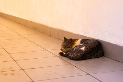 High angle view of cat resting on tiled floor