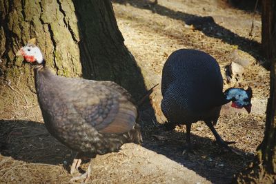 Pigeons on ground