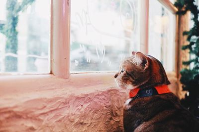 Close-up of a dog looking away