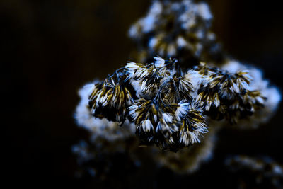 Close-up of wilted plant