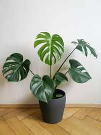 Close-up of potted plant against white wall at home