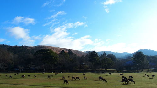 Flock of sheep grazing on field against sky