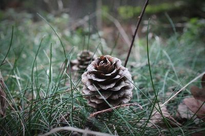 Close-up of pine cone on field