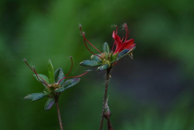 Close-up of red flowering plant