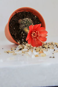 Close-up of red flower on table