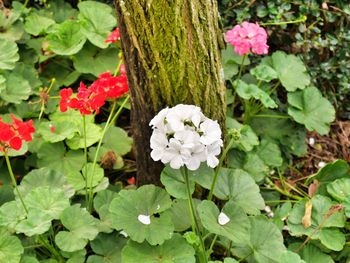 Close-up of flowers blooming outdoors