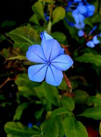 Close-up of blue flower