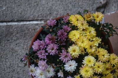 High angle view of flowering plant against wall