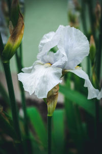 Close-up of white flowering plant