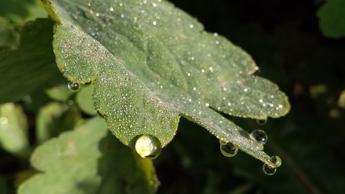 Close-up of raindrops on leaves