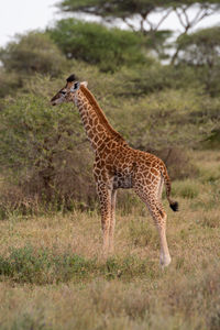 Young masai giraffe stands staring in profile