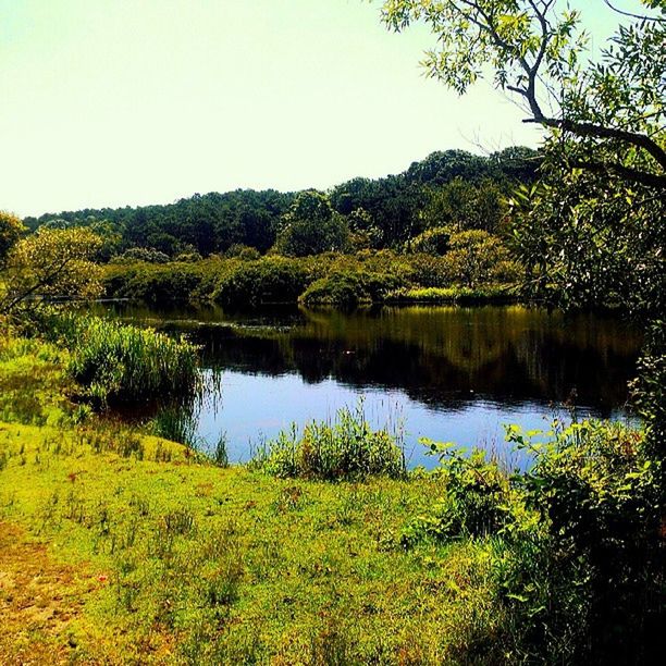 tranquil scene, tranquility, tree, water, scenics, beauty in nature, clear sky, lake, growth, nature, green color, reflection, forest, plant, idyllic, grass, non-urban scene, lush foliage, landscape, mountain