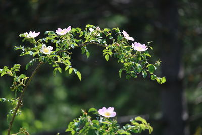 Close-up of flowering plant