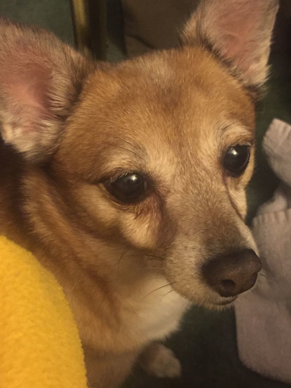 pets, domestic animals, dog, animal themes, one animal, mammal, indoors, animal head, portrait, looking at camera, relaxation, close-up, home interior, lying down, brown, no people, loyalty, puppy, selective focus, zoology