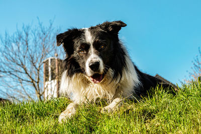 Portrait of dog on field against sky