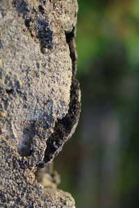 Close-up of lichen on tree trunk