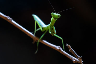 Close-up of praying mantis on branch