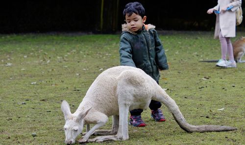 Boy standing by kangaroo at zoo