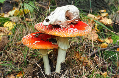 High angle view of fly agaric mushroom on field