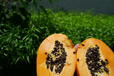 Close-up of orange fruit