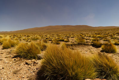 Scenic view of landscape against sky