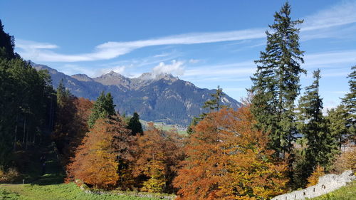 Pine trees in forest during autumn against sky