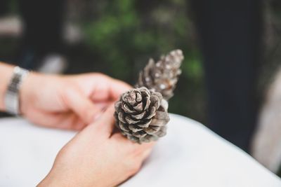 Close-up of hand holding pine cone