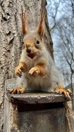 animal