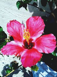 Close-up of pink hibiscus flower