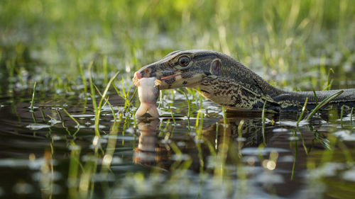 Side view of a duck in a water
