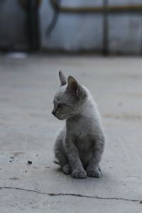 Close-up of cat sitting outdoors
