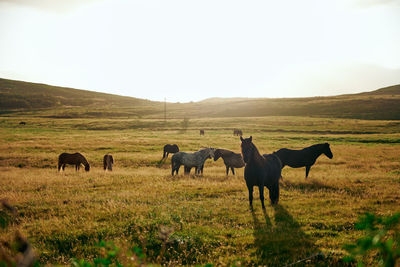 Wild horses on endless field at countryside