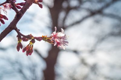 Low angle view of flowers on branch