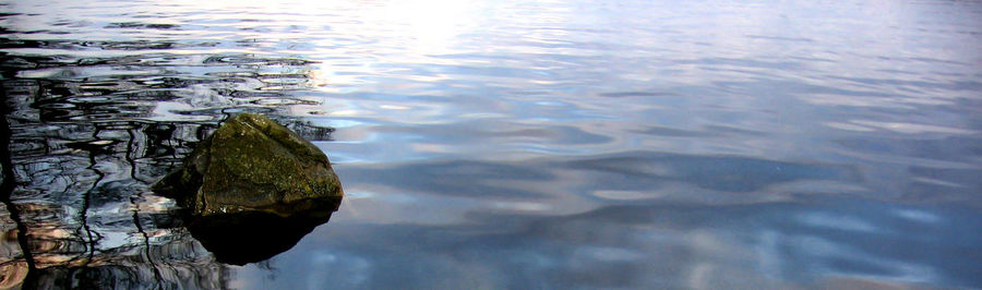 Reflection of trees in water