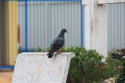 Bird perching on a wall