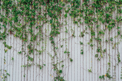 Full frame shot of ivy growing on wall