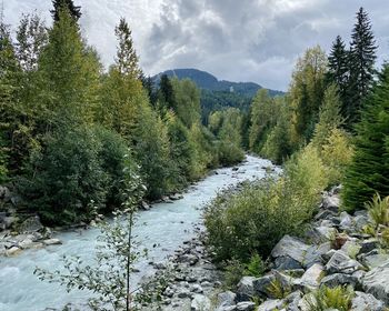 Scenic view of river amidst trees in forest against sky