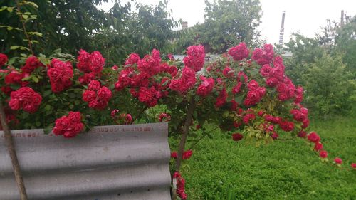 Red flowers blooming on tree