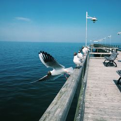 Seagull flying over sea