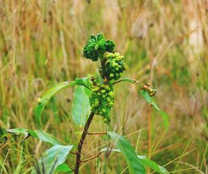 Close-up of fresh green plant on field