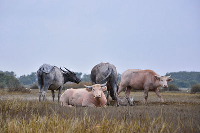 Buffaloes on field against clear sky